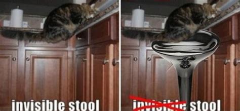 We Finally Can See Invisible Cat Activities 12 Pics