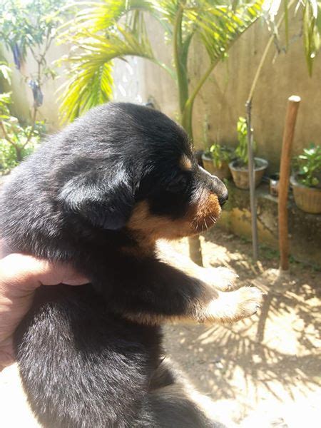Explore a wide range of the best sri lanka on aliexpress to find one that suits you! Rottweiler Dog Price In Sri Lanka