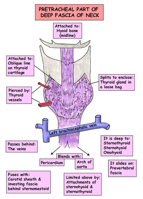 Pretracheal Lymph Nodes Health Medicine And Anatomy Reference