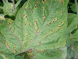 Tomato Pest Identification Pictures