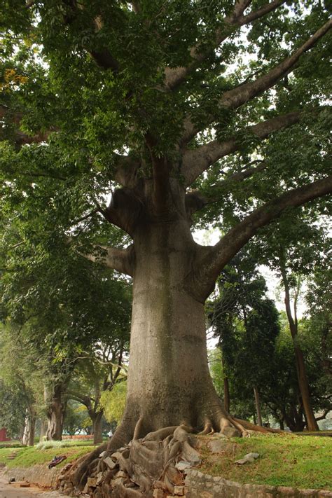 Journeys Across Karnataka Gigantic Silk Cotton Trees Of Lalbagh