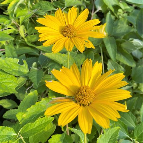 Heliopsis H ‘summer Sun False Sunflower Cavanos Perennials