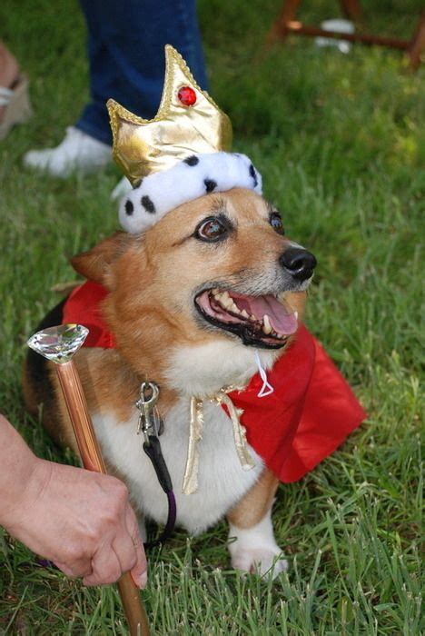 Royal Corgi Dog Halloween Costumes Corgi Dog Costumes