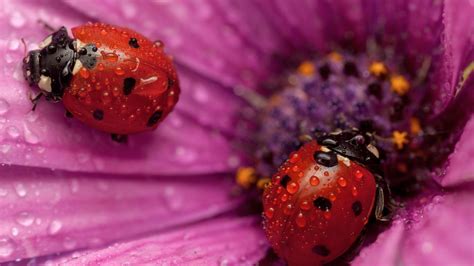 Ladybugs Hd Wallpapers Desktop And Mobile Images And Photos
