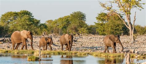 Exclusive Travel Tips For Central Kalahari In Botswana