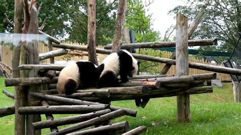 Toronto Zoo Pandas 9317 2 Youtube