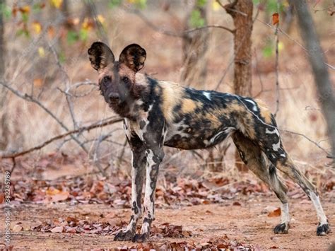 How Can We Save African Wild Dogs