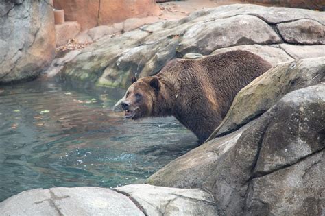 Zoo Welcomes New Grizzly Bear Moore County Edition