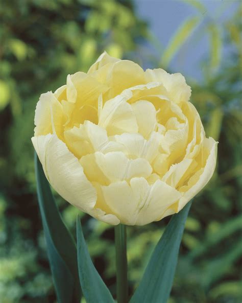 Tulip Bulbs Pastel Collection 4 Exclusive Tulips Tulip Store