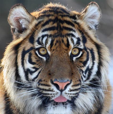 Tiger Head Stock Image Image Of Head Portrait Animal 47143817