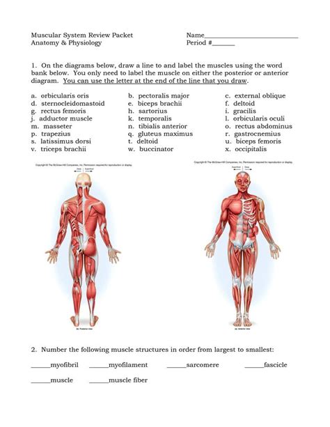 Human Muscles Diagram Human Muscle System Functions