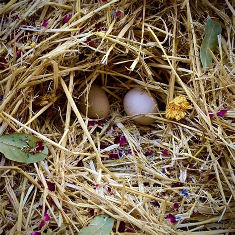 Do Birds Use Herbs In Their Nests Why Chicken Nesting Herbs Are Based
