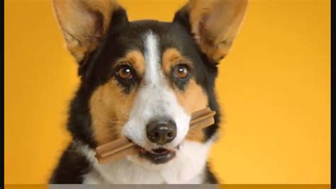 Doggy Dentures Pedigree Dentastix Commercial Youtube