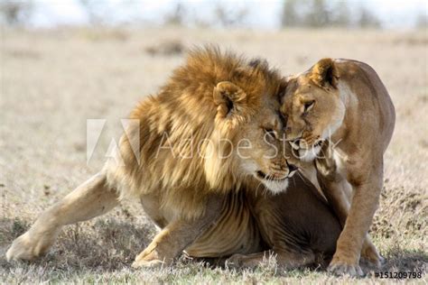 Fotomural Lions In Love Fotomurales
