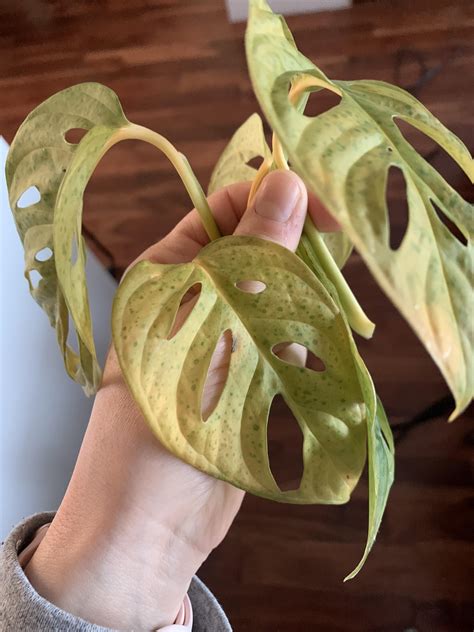 We did not find results for: My Monstera adansonii has all of a sudden been developing ...