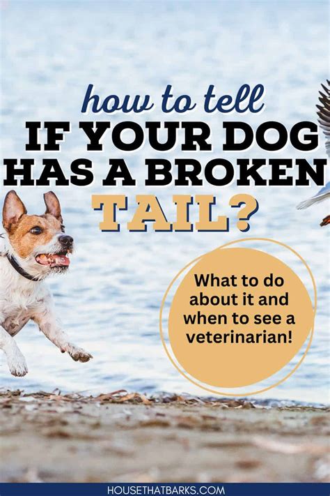 What Can Be Done For A Dogs Broken Tail