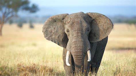 African Elephant Fascinating Facts And Species Onepetzone
