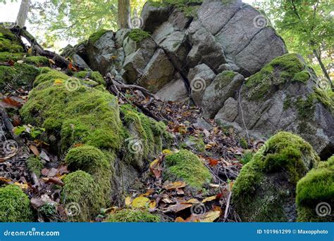 Green Moss On Rocks And Trees In The Woods Stock Image Image Of