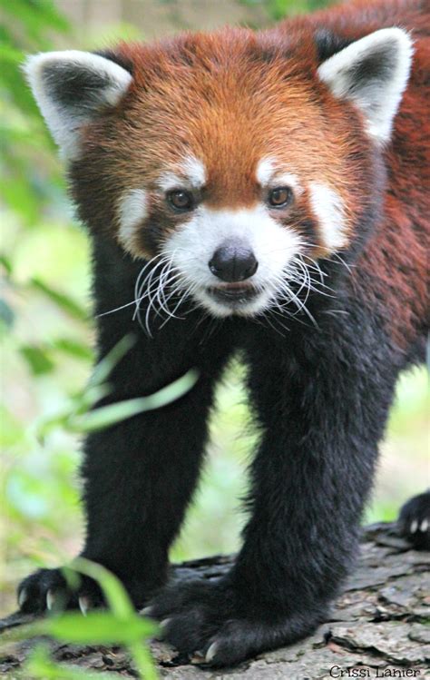 Saving Red Pandas The Cincinnati Zoo And Botanical Garden