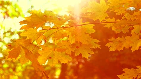 Autumn Yellow Blurred Fall Autumnal Background With Colorful Leaves