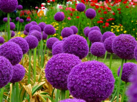 Purple Spheres Allium Giganteum At The Kyoto Prefectural Flickr
