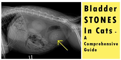 Bladder Stones In Cats A Comprehensive Guide Canadavetexpress Pet