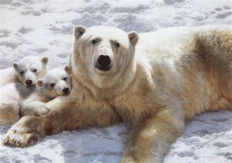 Carl Brenders Wildlife Paintings Mother Of Pearls Polar Bears