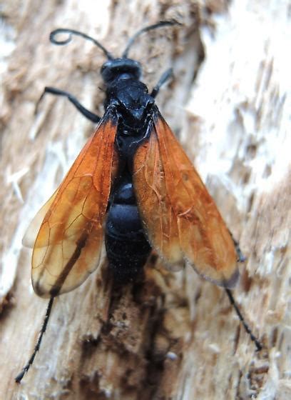 They are solitary wasps that help keep the spider populations down. Orange-winged Wasp - Calopompilus pyrrhomelas - BugGuide.Net