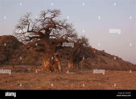 Baobab Trees In Mapungubwe National Park A World Heritage Site South