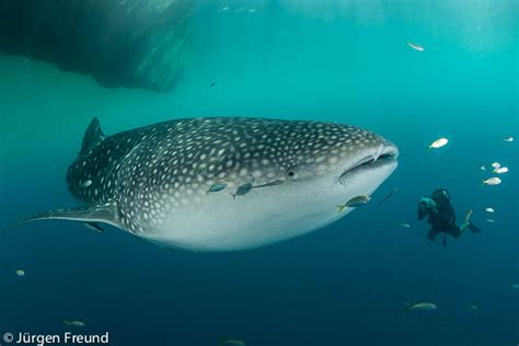 Whale Sharks Of Cenderawasih Bay Province Of Papua