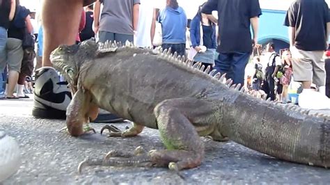 Giant Iguana At Venice Beach California Sept 18 2011 Youtube