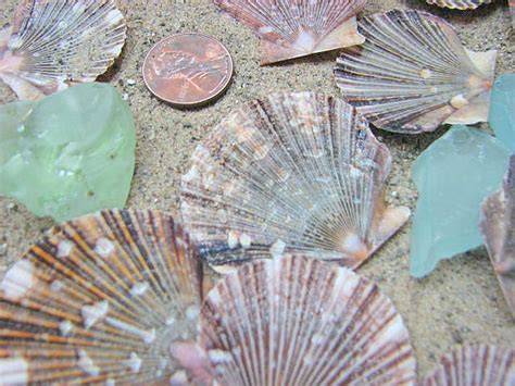 Nautical Decor Seashells Flat Scallop Shells For Beach Decor Or