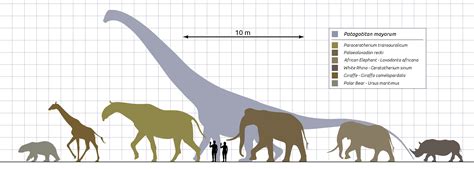 New Fossil Reveals One Of The Largest Land Mammals Ever Found And Its