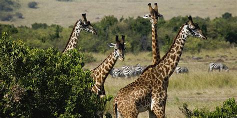 3 Days Nairobi Masai Mara Private Safari Tour