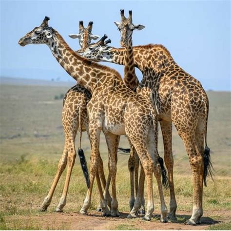Pin By Boandme On Anim Ls Animal Planet Giraffe Animals