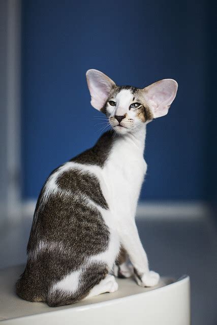 Oriental Shorthair Cat Pictures And Information Cat