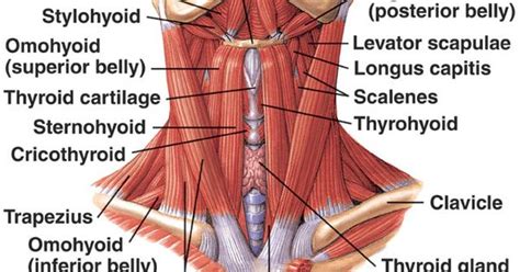 The scm muscle is attached to a small bone behind the ear (called the mastoid process) and travels down the front of the neck to attach at both the sternum and collarbone. neck muscles front - Google Search | Anatomy | Pinterest ...