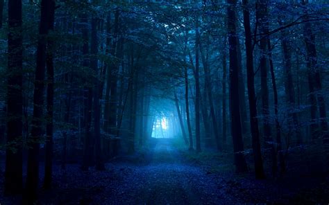 Blue Night Forest