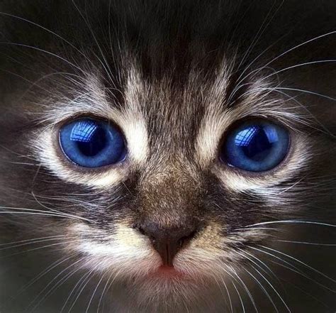 Pin By Nh Rhinestone Shirts On Cuties Animals Cats Kittens Pretty