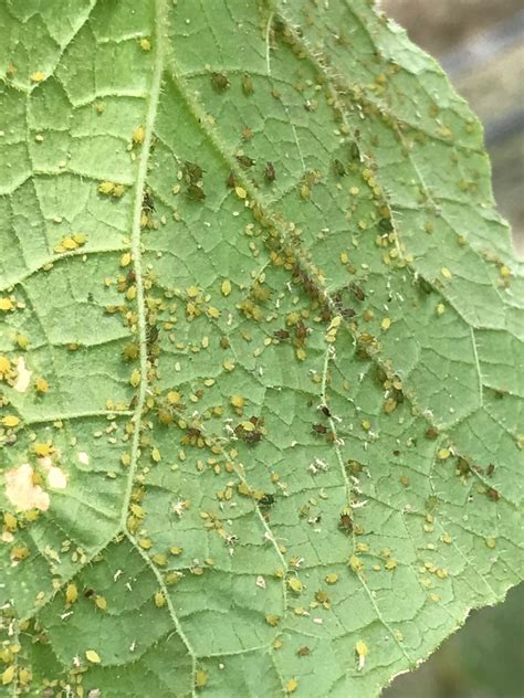 The Aphids And White Fly On Cucumber Farming