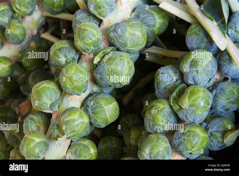 Brussel Sprout Stalks Stock Photo Alamy