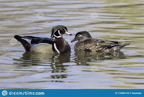 Wood Duck Pair Swimming In The Pond Stock Photo Image Of Colorful