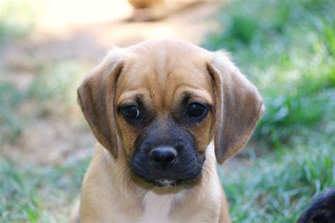 Puppyfinder.com is your source for finding an ideal puggle puppy for sale in usa. Available Puggle Puppies | Puggle Puppies