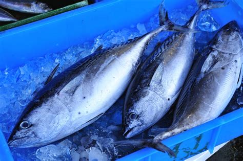 Fresh Tuna The Fact File