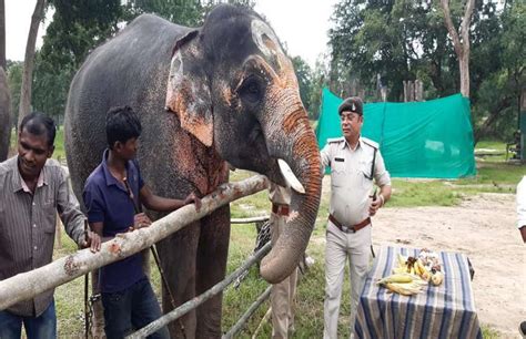 Elephant Attack In Bandhavgarh National Park Mahavats Death