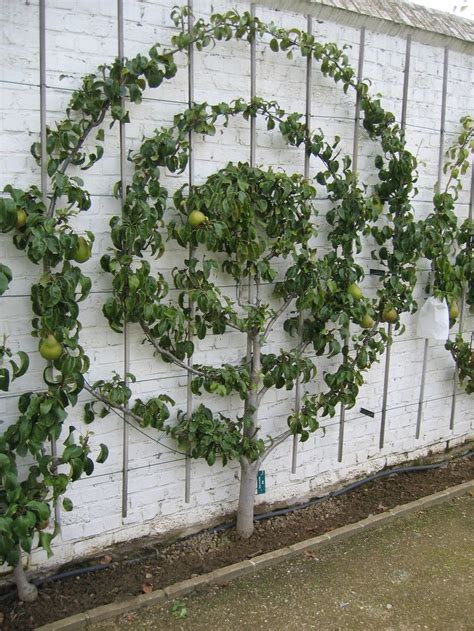 Haus And Home Intro To Espalier