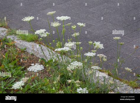 Queen Anne S Lace Wild Carrot Daucus Carota Daucus Carota Subsp