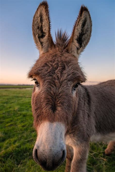 A Color Donkey Portrait At Sunset California Usa Stock Photo Image