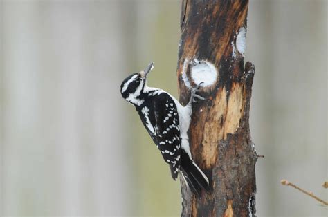 Hairy Woodpecker By Charles And Sharon Sorenson Indiana Audubon