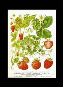 Summer Strawberry Chart Berry Fruit Botanical Lithograph Food Etsy